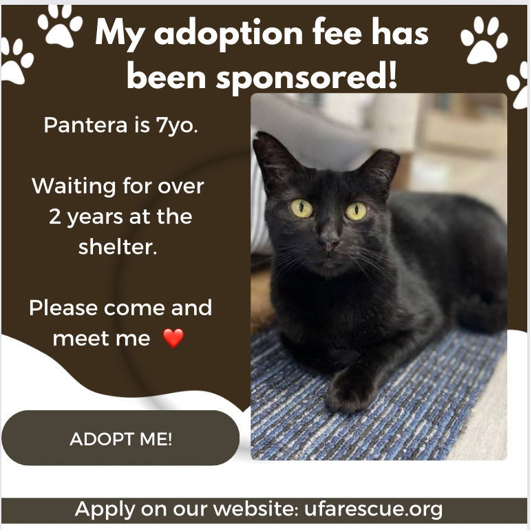 Pantera, an adoptable Domestic Short Hair in Margate, FL, 33068 | Photo Image 1