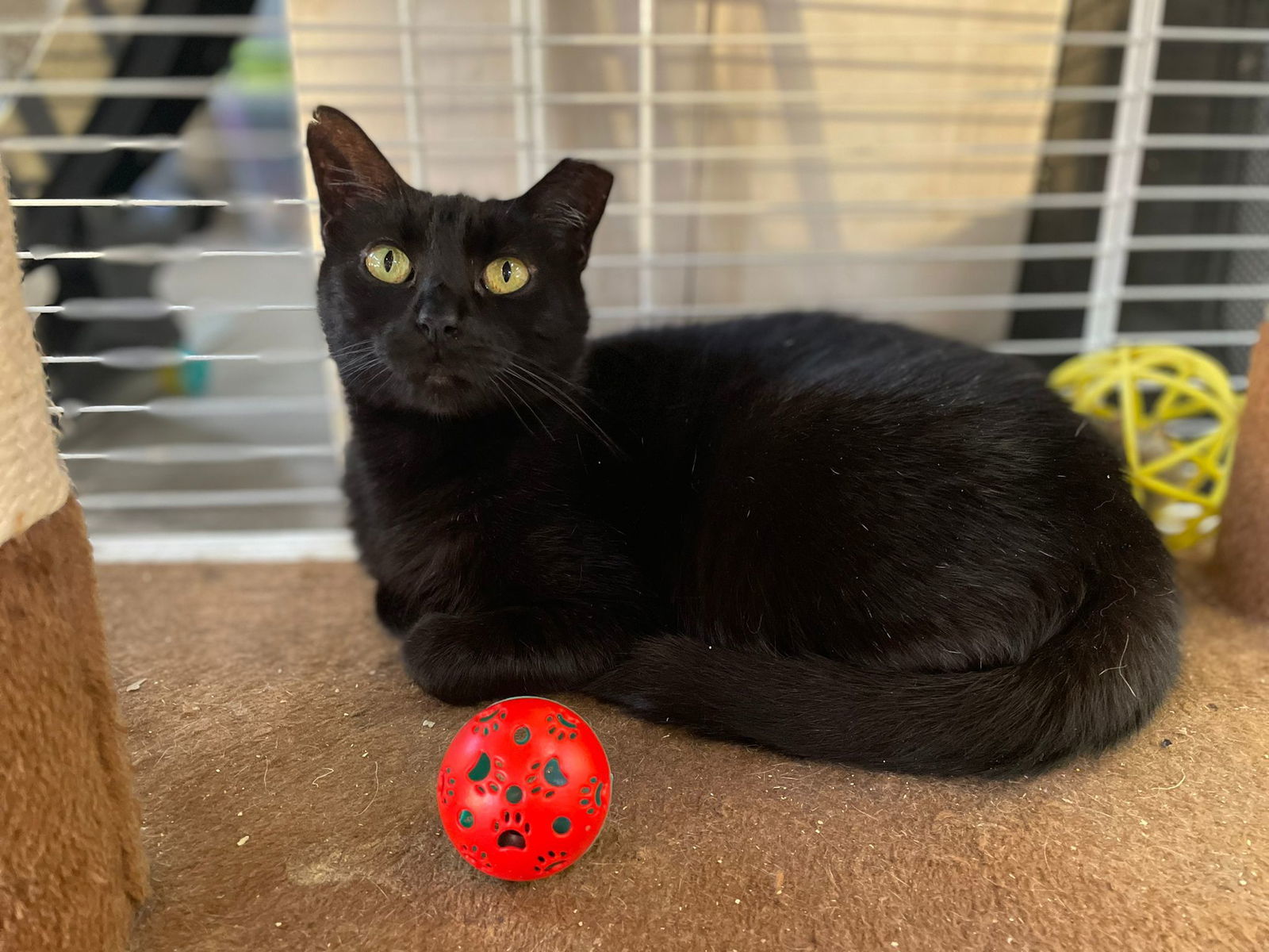 Pantera, an adoptable Domestic Short Hair in Margate, FL, 33068 | Photo Image 4