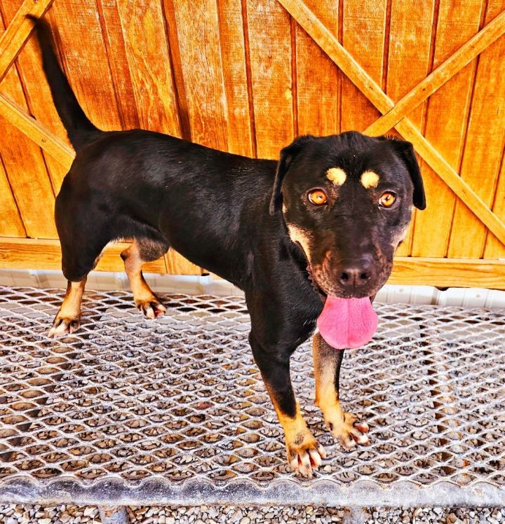 Bonsai, an adoptable Labrador Retriever & Pit Bull Terrier Mix in Lowell, AR_image-5