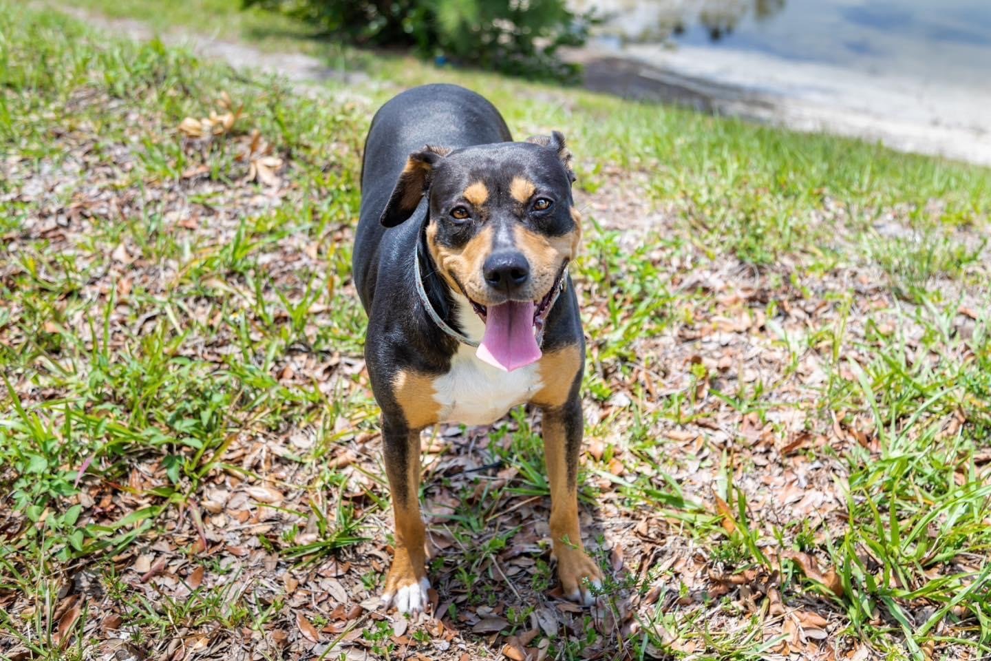 Sorren, an adoptable Terrier in Royal Palm Beach, FL, 33411 | Photo Image 1