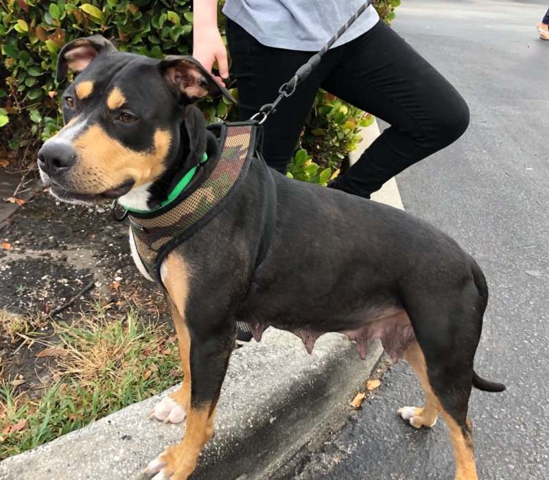Sorren, an adoptable Terrier in Royal Palm Beach, FL, 33411 | Photo Image 2