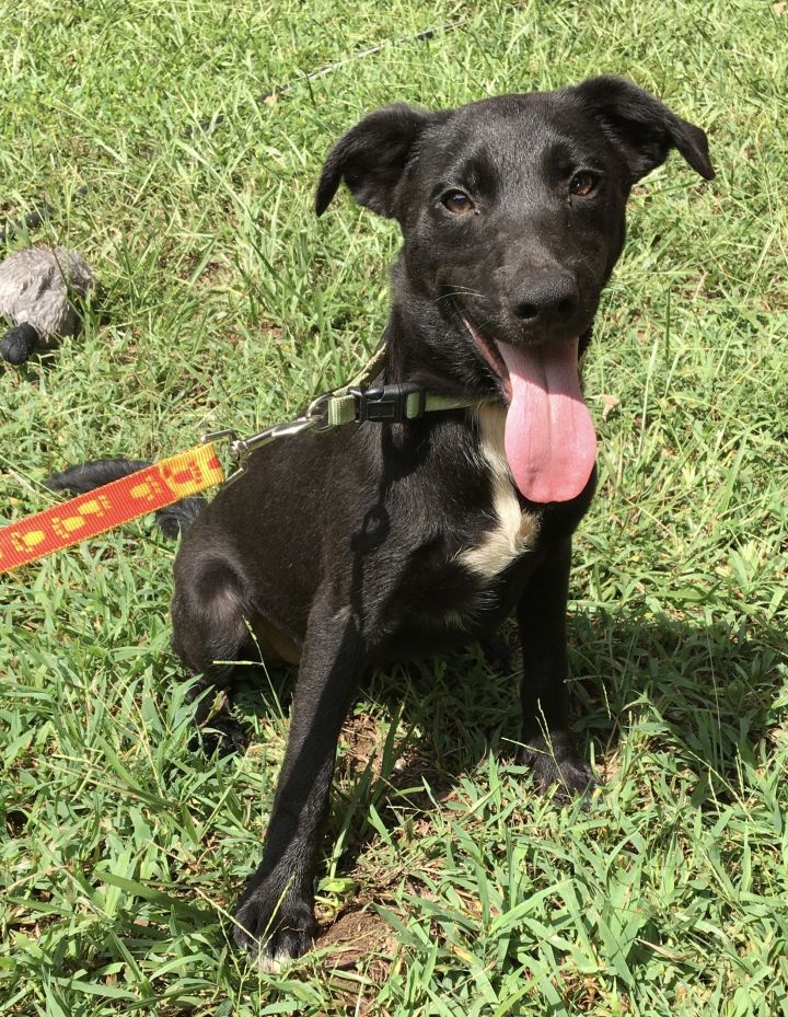 Border collie sale rat terrier mix