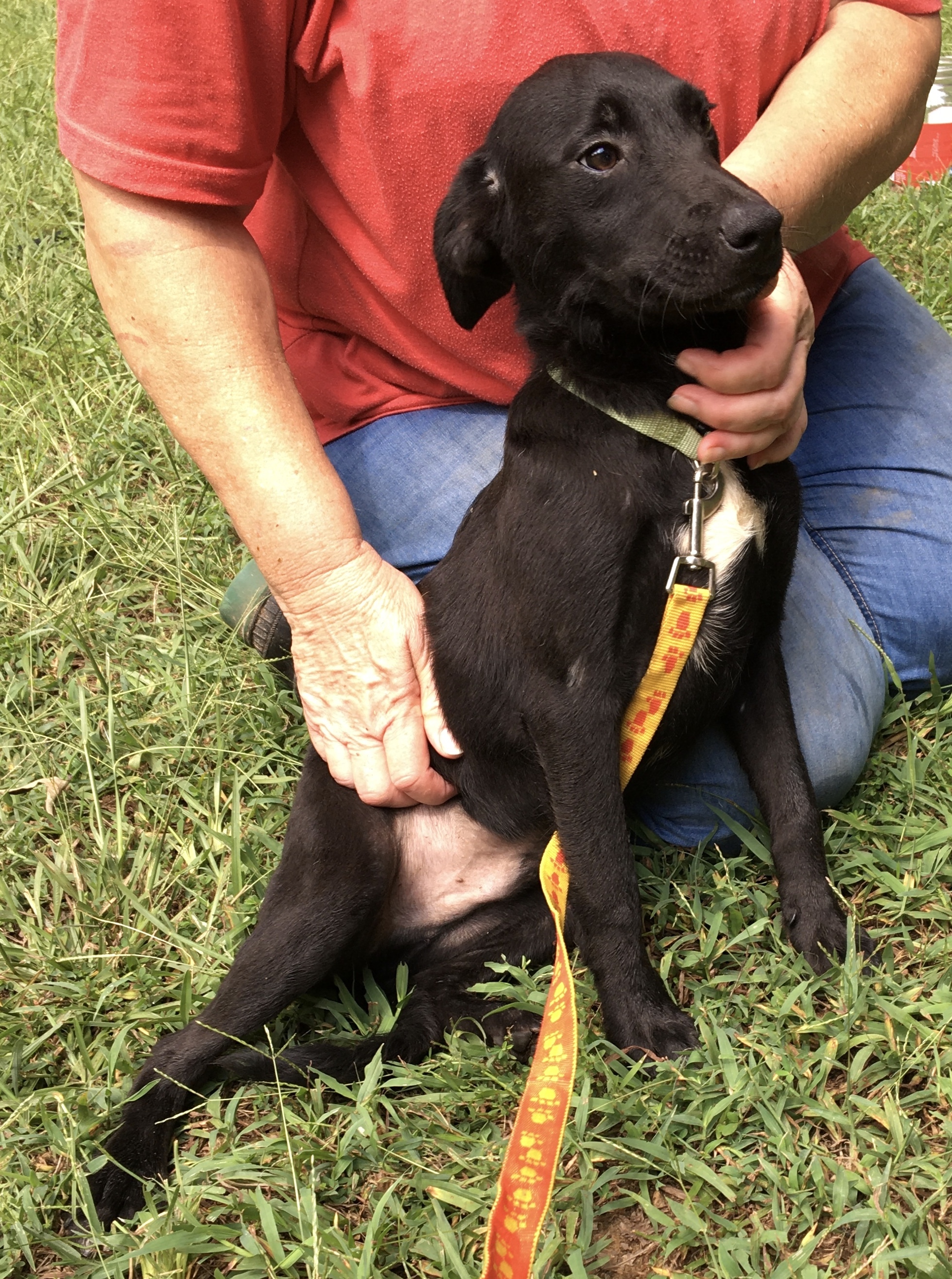 Curly (Great little dog!), an adoptable Rat Terrier, Border Collie in Vinemont, AL, 35179 | Photo Image 3