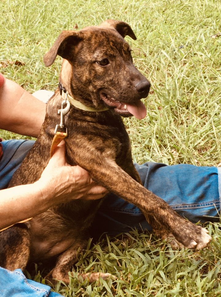 Catahoula leopard store dog brindle mix