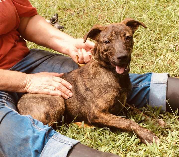 Catahoula leopard dog deals border collie mix