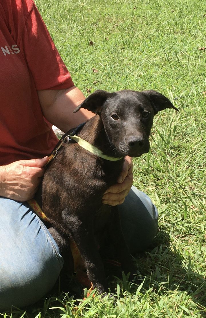 Rat terrier and lab hot sale mix