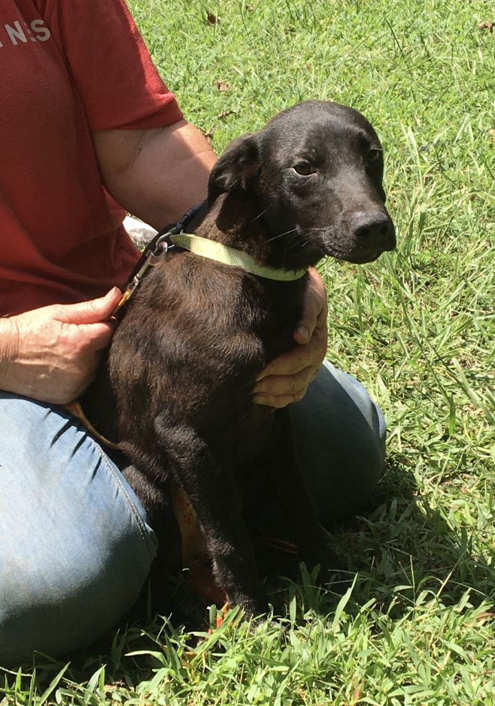 Border collie rat store terrier