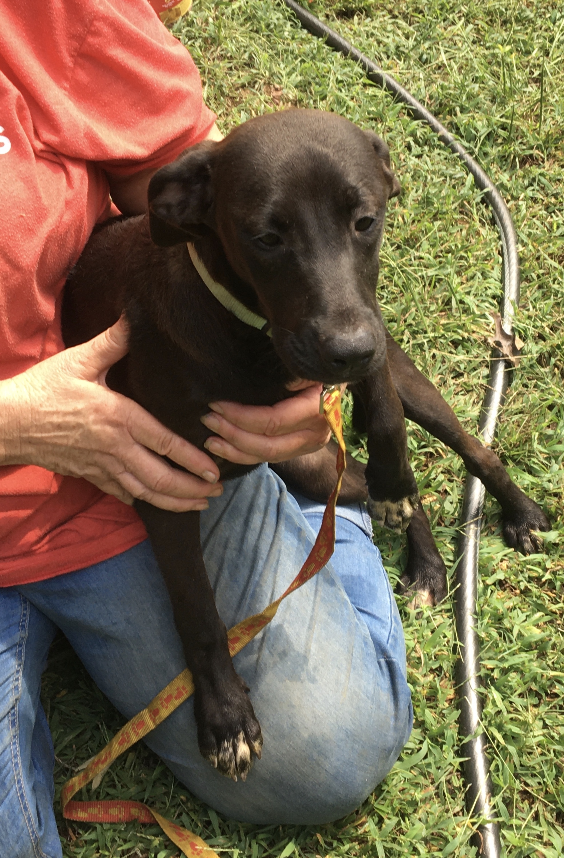 Pepper , an adoptable Rat Terrier, Border Collie in Vinemont, AL, 35179 | Photo Image 6