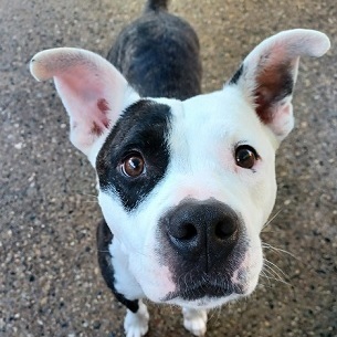 THATCHER- NEEDS A FOSTER/FOREVER HOME!!!, an adoptable American Bulldog in Birmingham, MI, 48012 | Photo Image 2