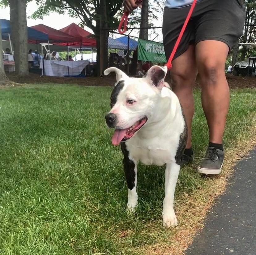 THATCHER- NEEDS A FOSTER/FOREVER HOME!!!, an adoptable American Bulldog in Birmingham, MI, 48012 | Photo Image 3