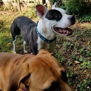 THATCHER- NEEDS A FOSTER/FOREVER HOME!!!, an adoptable American Bulldog in Birmingham, MI, 48012 | Photo Image 4