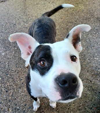 THATCHER- Needs a foster/forever home!, an adoptable American Bulldog in Birmingham, MI, 48012 | Photo Image 4