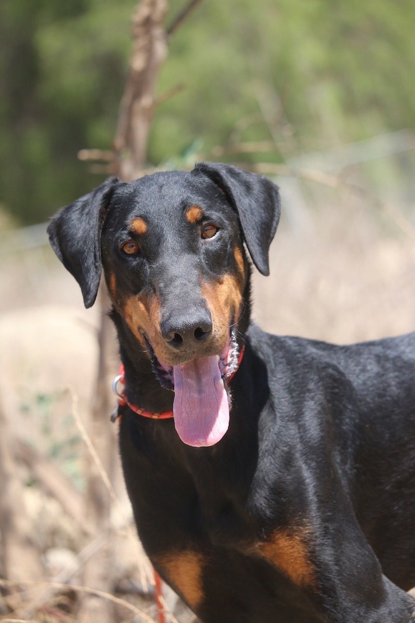 Dog for adoption - Tom, a Doberman Pinscher in Fillmore, CA | Petfinder