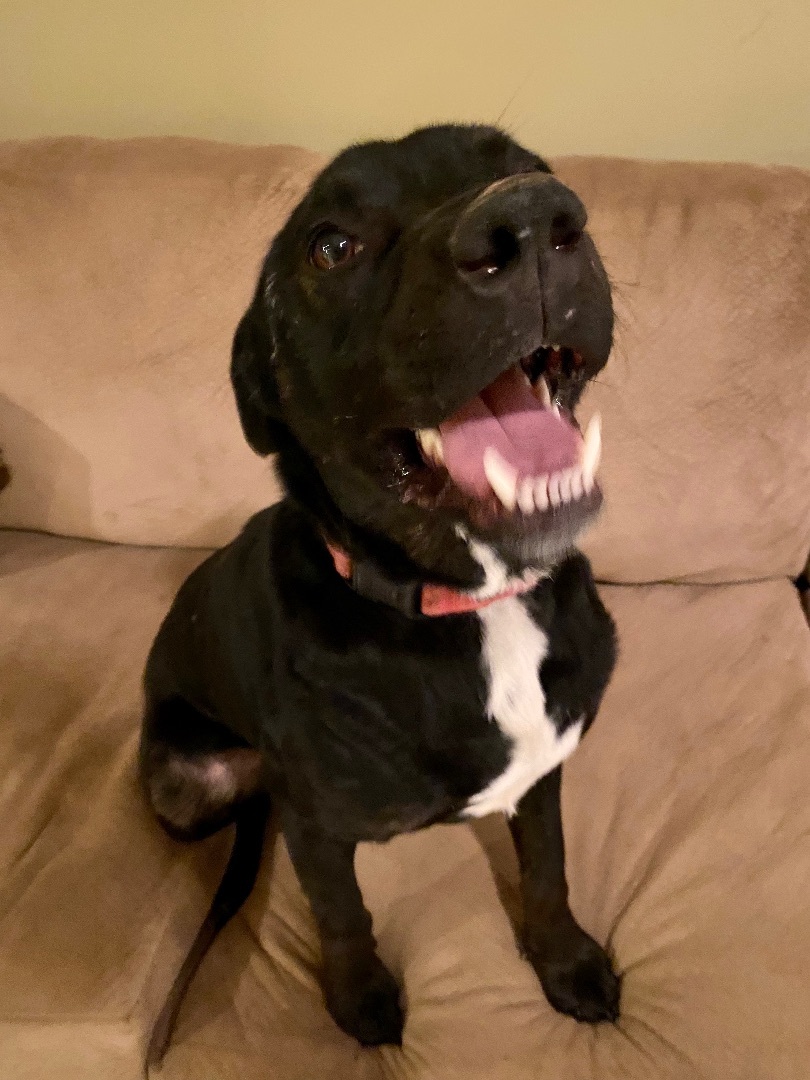 Yahtzee, an adoptable Labrador Retriever in Utica, OH, 43080 | Photo Image 1