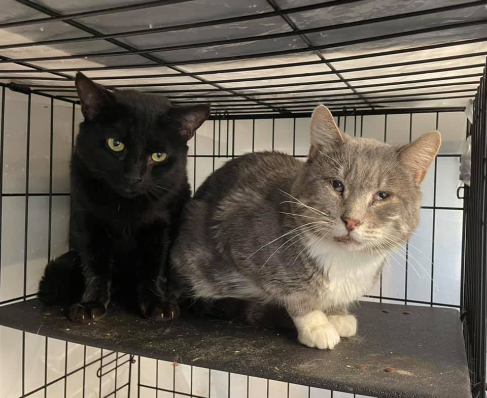 Bullet & Ferry, an adoptable Domestic Short Hair in Woodstock, CT, 06281 | Photo Image 1