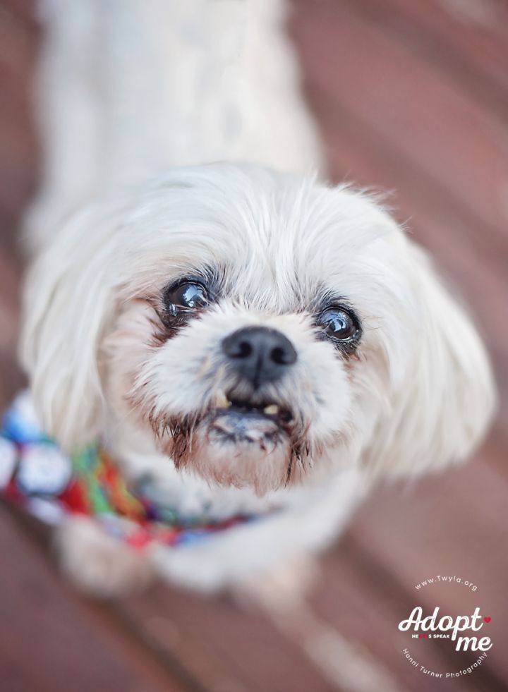 Tuck, an adopted Shih Tzu Mix in Kingwood, TX_image-1