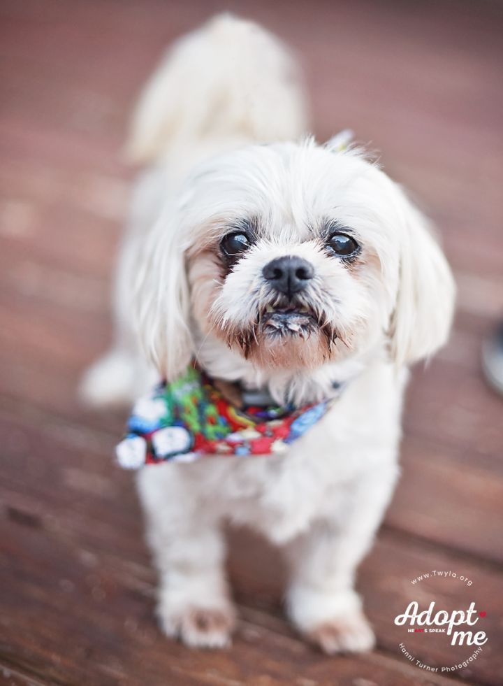 Tuck, an adopted Shih Tzu Mix in Kingwood, TX_image-2