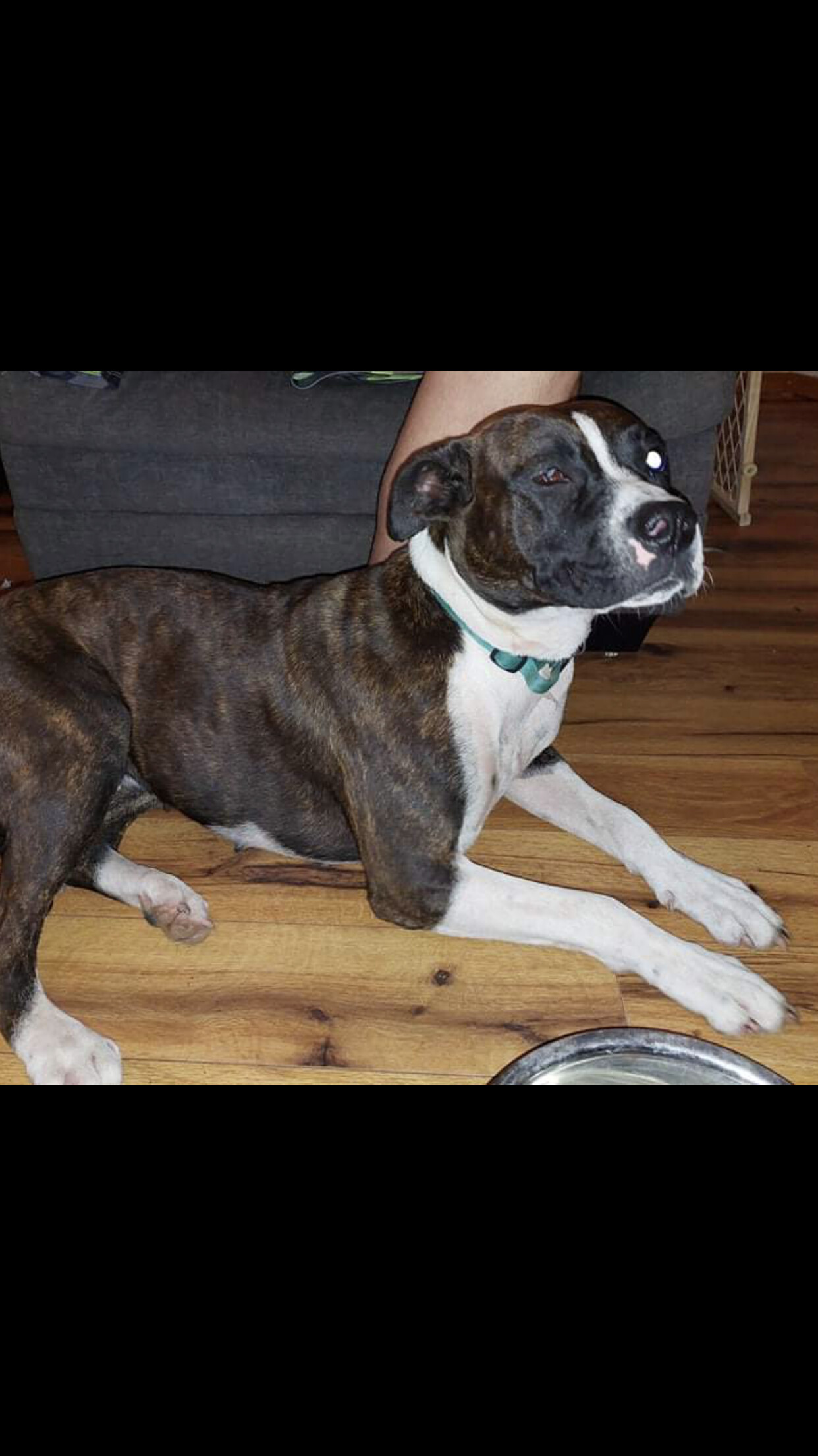 5756 Lucky LuLu, an adoptable Boxer in Springfield, MO, 65810 | Photo Image 1