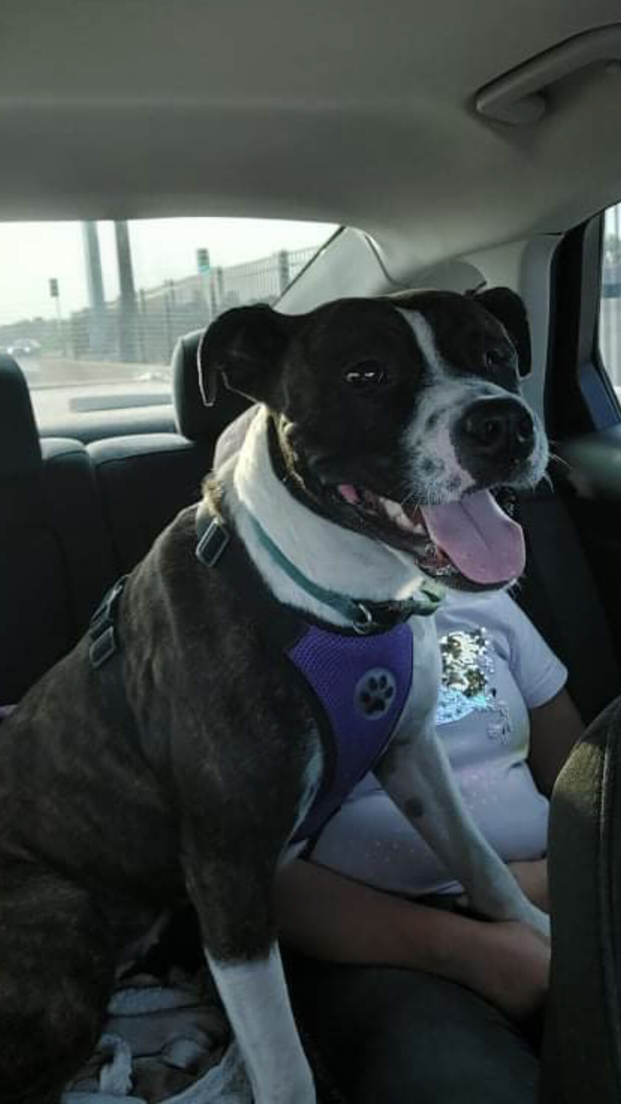 5756 Lucky LuLu, an adoptable Boxer in Springfield, MO, 65810 | Photo Image 2