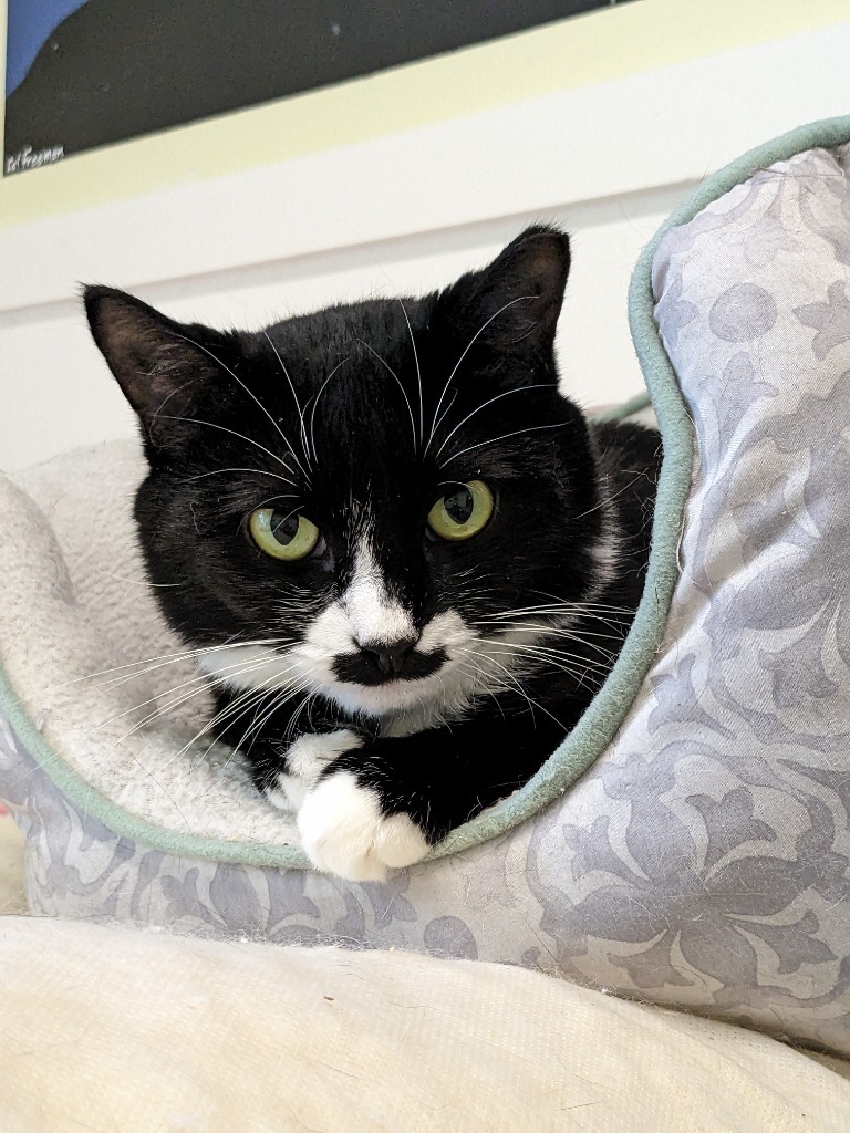 Stache, an adoptable Domestic Short Hair in Meriden, CT, 06451 | Photo Image 1