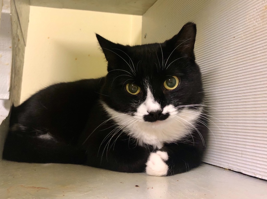 Stache, an adoptable Domestic Short Hair in Meriden, CT, 06451 | Photo Image 2