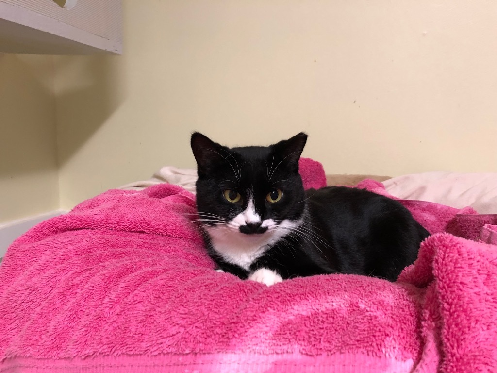 Stache, an adoptable Domestic Short Hair in Meriden, CT, 06451 | Photo Image 3