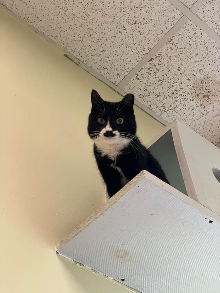 Stache, an adoptable Domestic Short Hair in Meriden, CT, 06451 | Photo Image 5