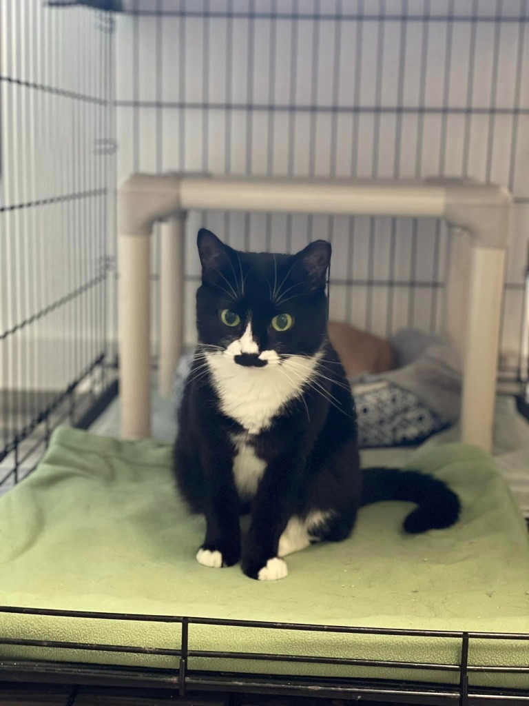 Stache, an adoptable Domestic Short Hair in Meriden, CT, 06451 | Photo Image 6