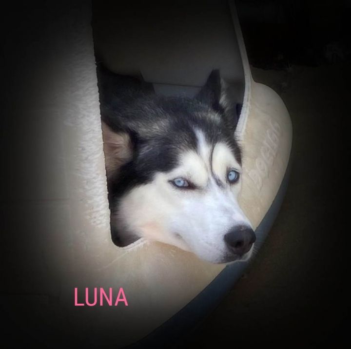 Luna 6