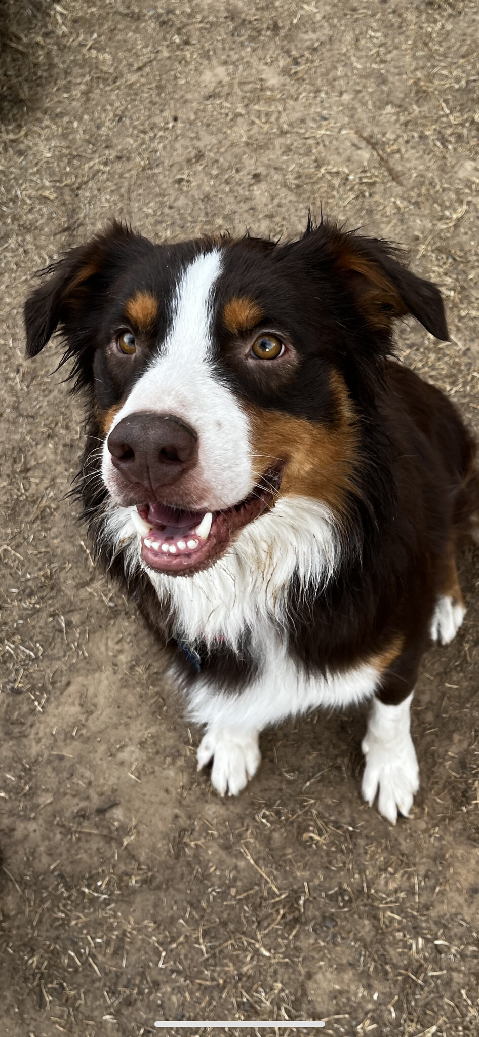 Dog for adoption - Gil, an Australian Shepherd in Oklahoma City, OK ...