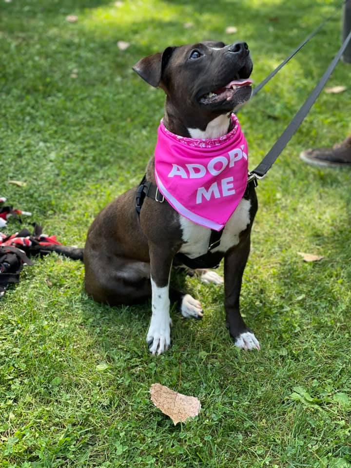 Millie, an adoptable Pit Bull Terrier in Buffalo, NY, 14223 | Photo Image 5
