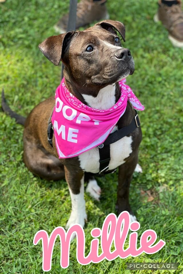 Millie, an adoptable Pit Bull Terrier in Buffalo, NY, 14223 | Photo Image 6