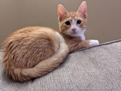 Cat For Adoption Thomas A Domestic Short Hair In New Hope Pa Petfinder