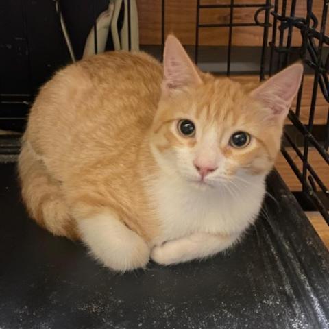 Sid, an adoptable Domestic Short Hair in Los Angeles, CA, 90016 | Photo Image 1