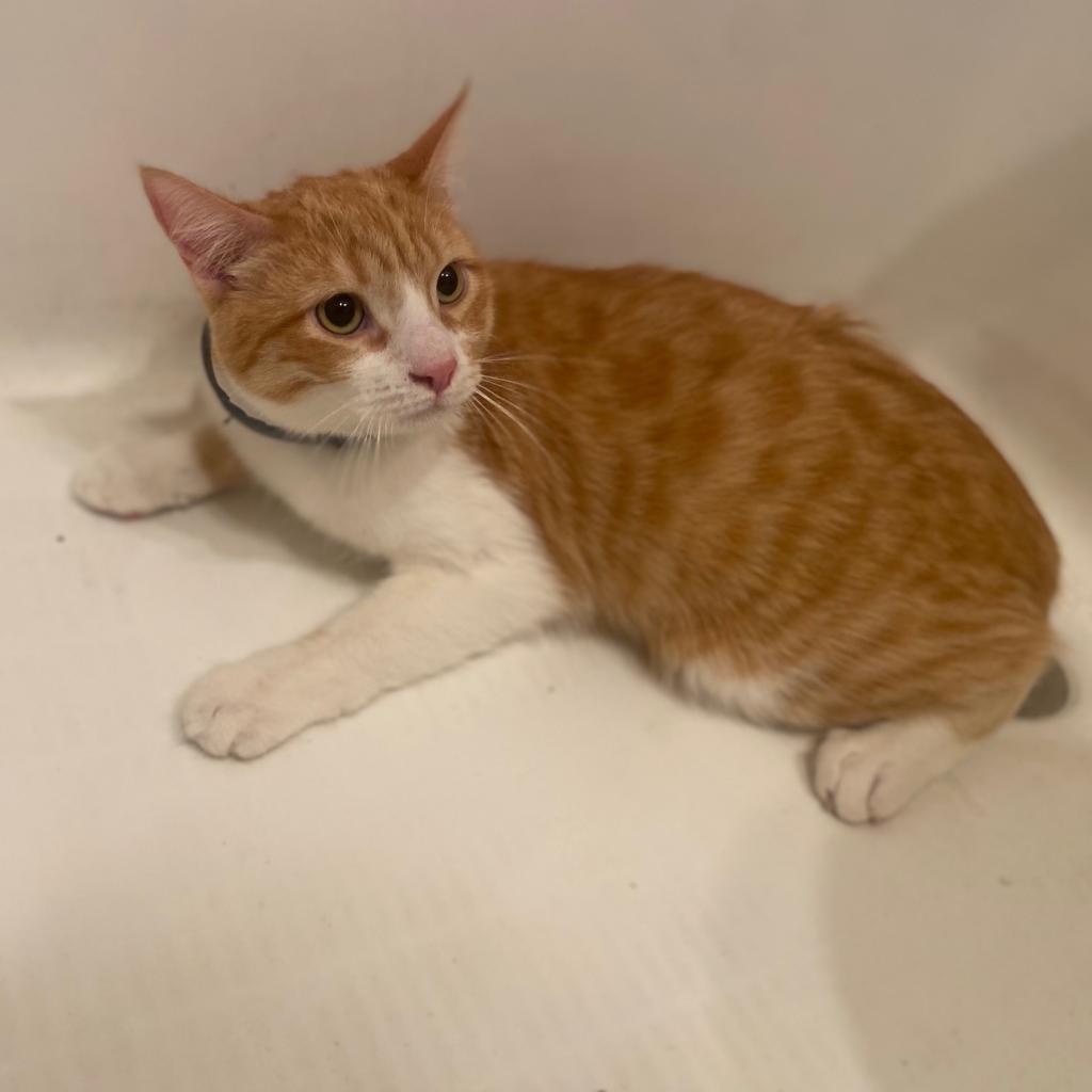 Sid, an adoptable Domestic Short Hair in Los Angeles, CA, 90016 | Photo Image 2