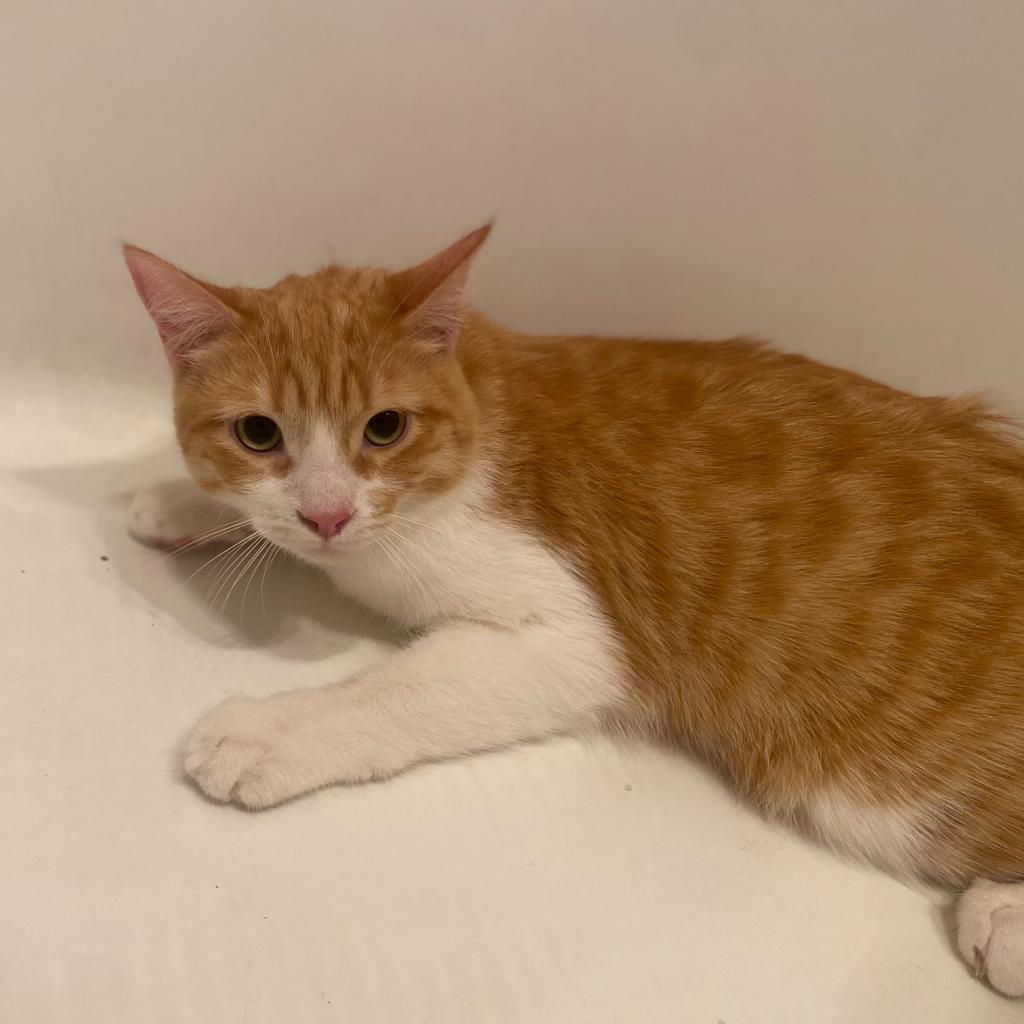 Sid, an adoptable Domestic Short Hair in Los Angeles, CA, 90016 | Photo Image 3