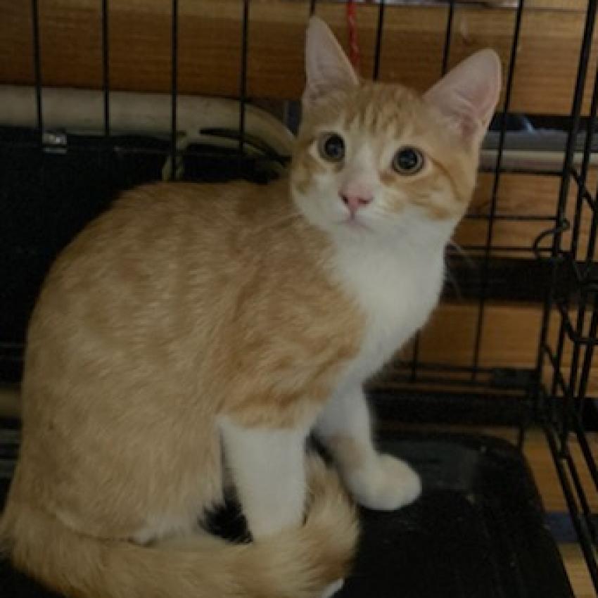 Sid, an adoptable Domestic Short Hair in Los Angeles, CA, 90016 | Photo Image 4