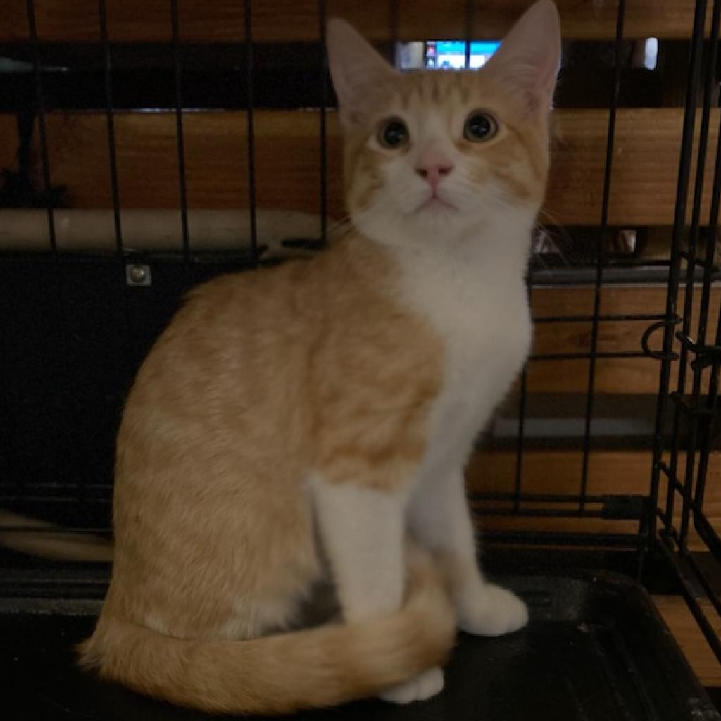 Sid, an adoptable Domestic Short Hair in Los Angeles, CA, 90016 | Photo Image 5