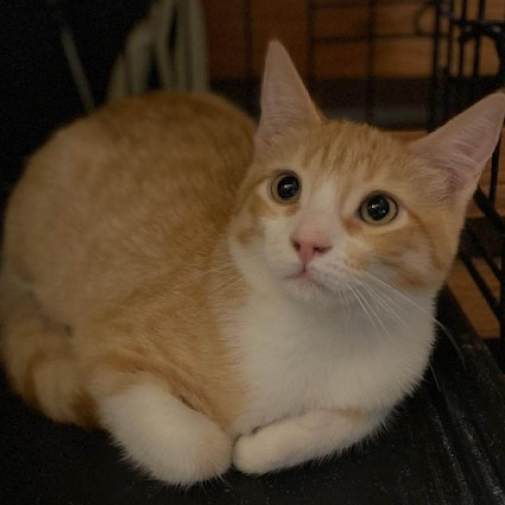 Sid, an adoptable Domestic Short Hair in Los Angeles, CA, 90016 | Photo Image 6