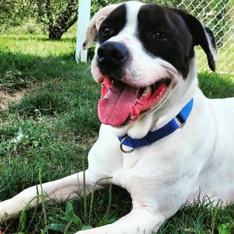 Cuban, an adoptable Mixed Breed in Beckley, WV, 25802 | Photo Image 1