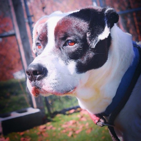 Cuban, an adoptable Mixed Breed in Beckley, WV, 25802 | Photo Image 4