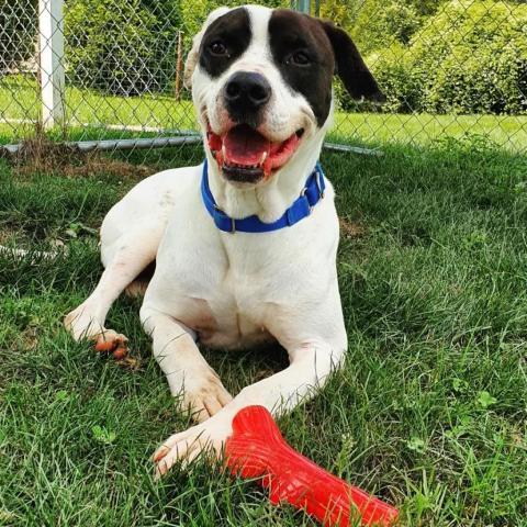 Cuban, an adoptable Mixed Breed in Beckley, WV, 25802 | Photo Image 5