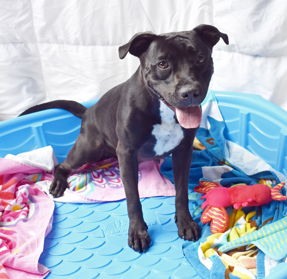 Bridget, an adoptable Labrador Retriever in Monroe, LA, 71203 | Photo Image 2
