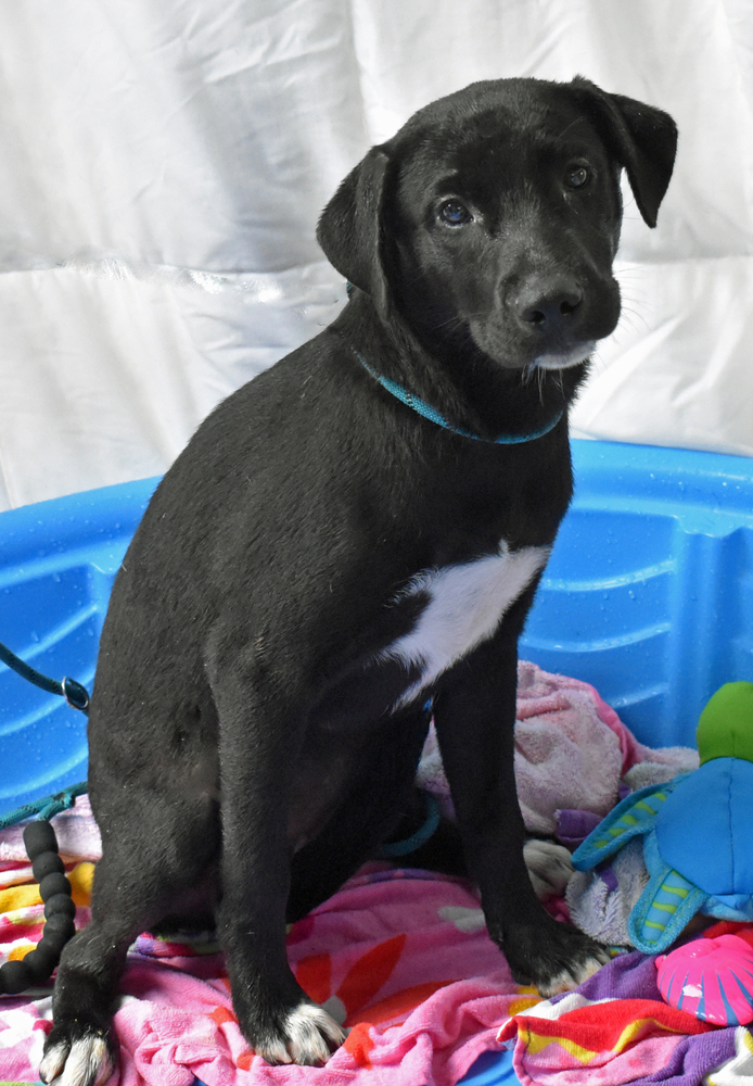 Galaxy, an adoptable Labrador Retriever in Monroe, LA, 71203 | Photo Image 2