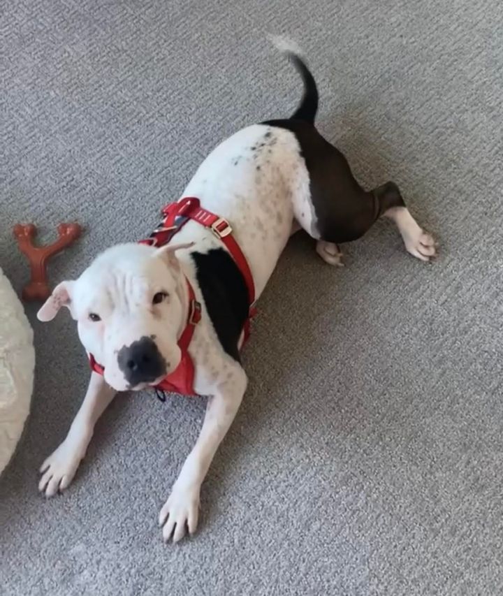 Dog For Adoption Emma A Shar Pei Mix In Fort Collins Co Petfinder
