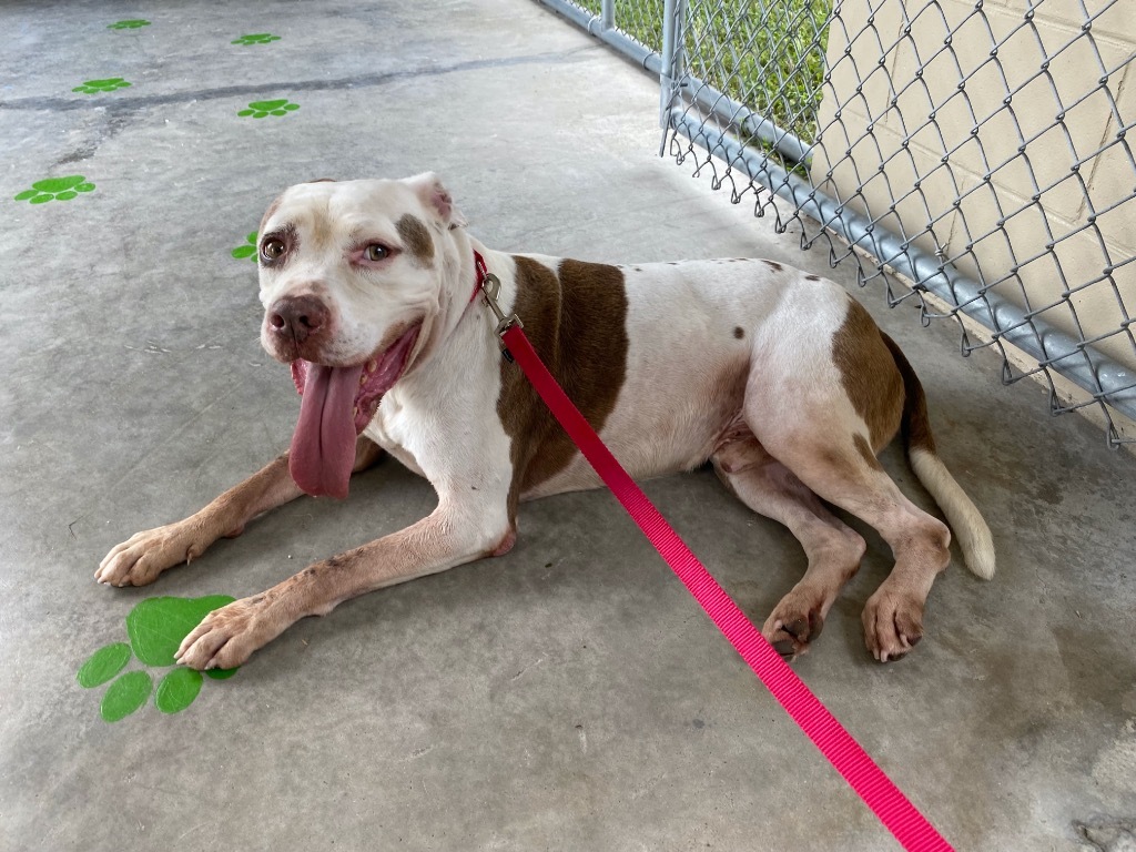 Tyson, an adoptable Pit Bull Terrier in Orlando, FL, 32806 | Photo Image 2