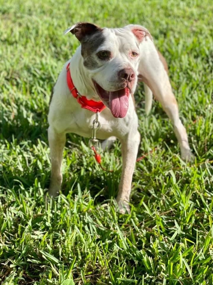Tyson, an adoptable Pit Bull Terrier in Orlando, FL, 32806 | Photo Image 5