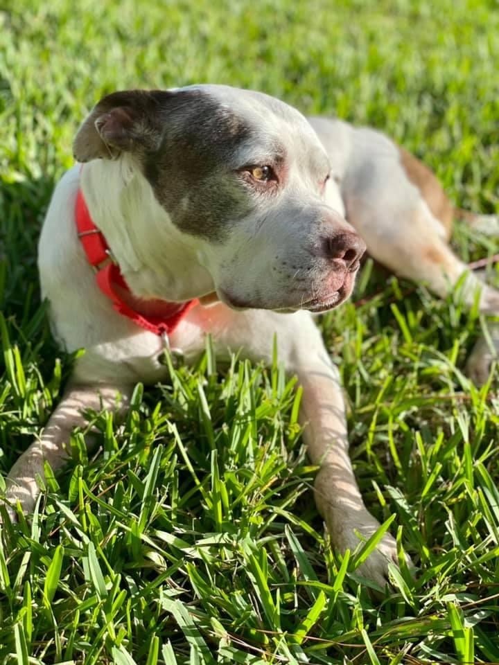 Tyson, an adoptable Pit Bull Terrier in Orlando, FL, 32806 | Photo Image 6