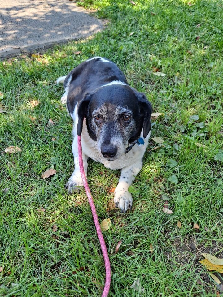 Irene, an adoptable Basset Hound & Beagle Mix in Harrisburg, PA_image-1
