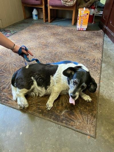 Irene, an adoptable Basset Hound & Beagle Mix in Harrisburg, PA_image-2
